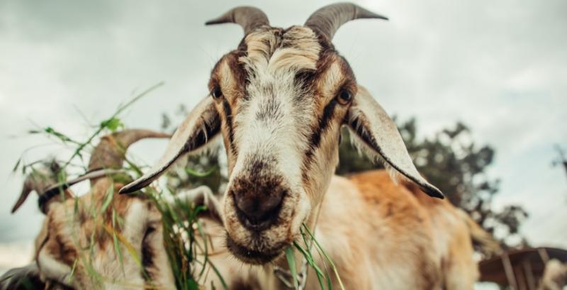 На Київщині у кози виявили сибірку