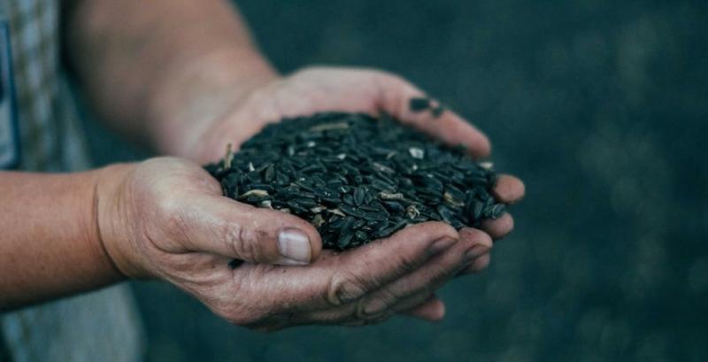 Збільшення мита на експорт насіння соняшнику в ЄС до 10% недоцільне — трейдер