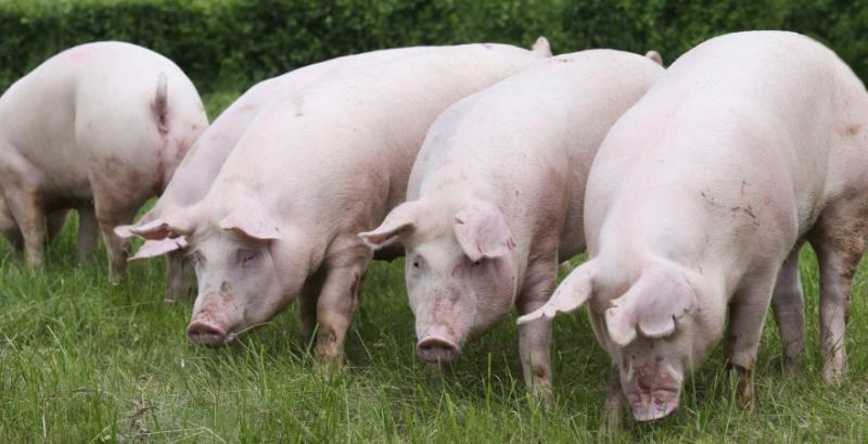 Закупівельні ціни на свиней продовжують коригуватися у бік пониження