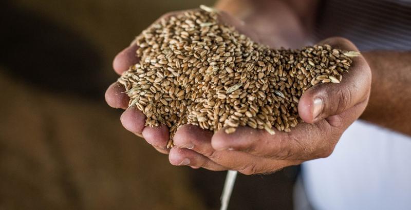 Українські аграрії зібрали понад 30 млн т зерна