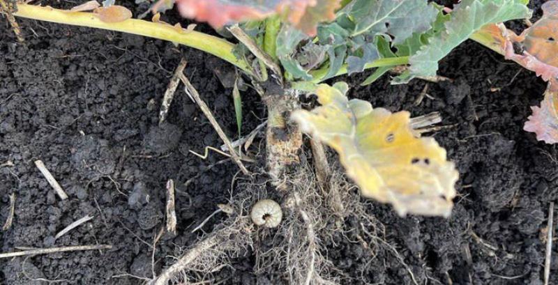 Гусениця озимої совки