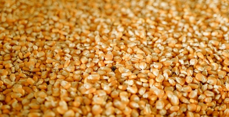 Ціни на чорноморську пшеницю та кукурудзу знижуються — аналітики
