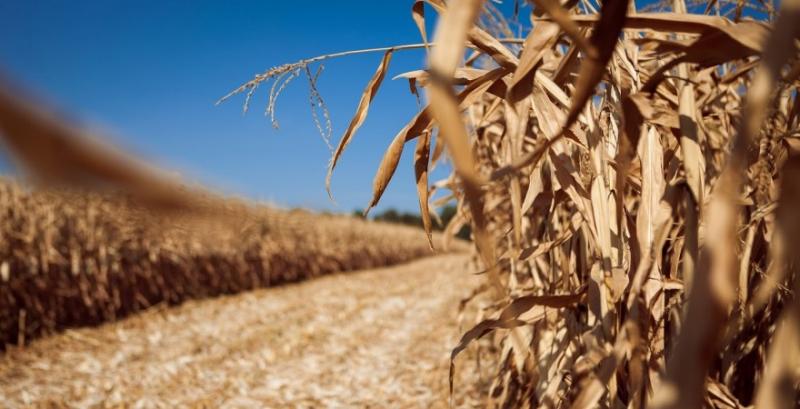 USDA переглянуло прогноз виробництва кукурудзи для США