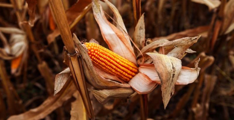Експерт розповів, що буде із урожаєм кукурудзи в Україні