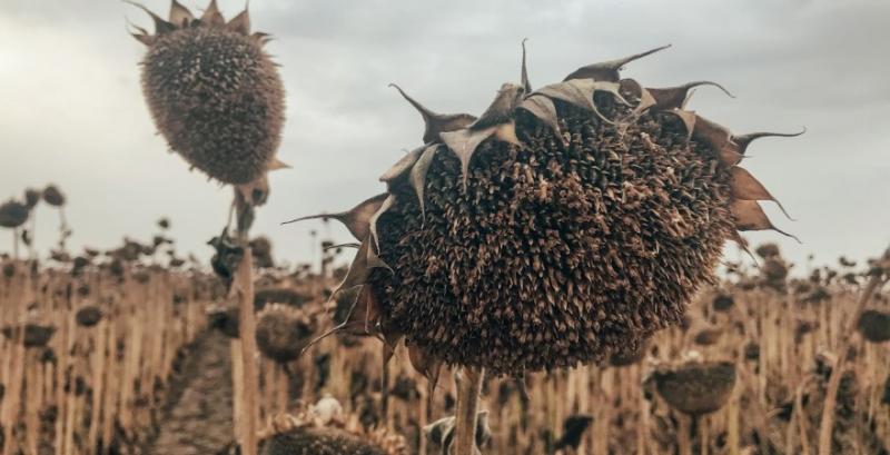 Фермер розповів, як отримати врожайність соняшника понад 3 т/га без внесення добрив 