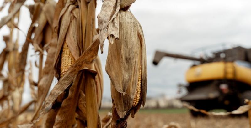 Українські аграрії намолотили майже 40 млн тонн зерна нового врожаю