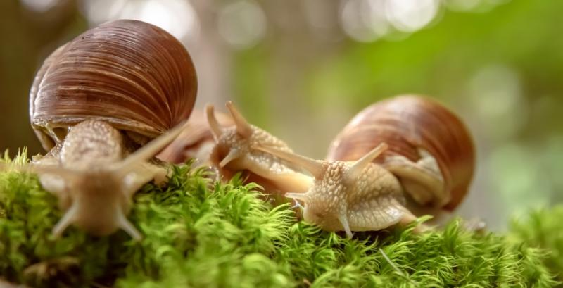 Україна відкрила новий ринок для експорту равликів Україна відкрила новий ринок для експорту равликів