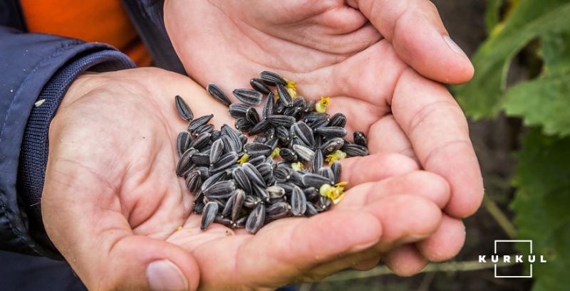 Врожай соняшнику в Україні буде більшим, ніж очікувалось — УЗА