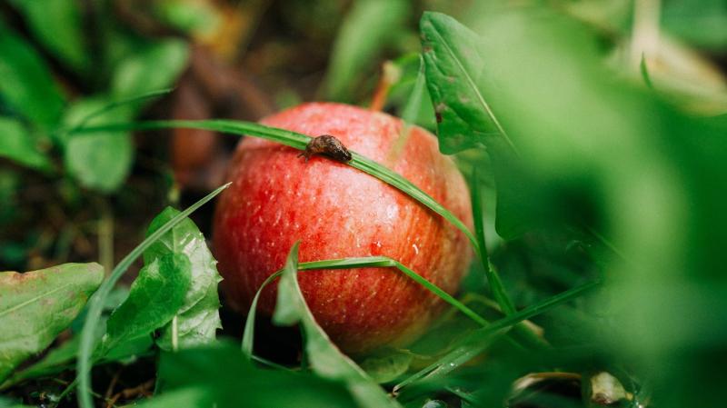 На Харківщині через бойові дії пропадає врожай яблук на 70 га 