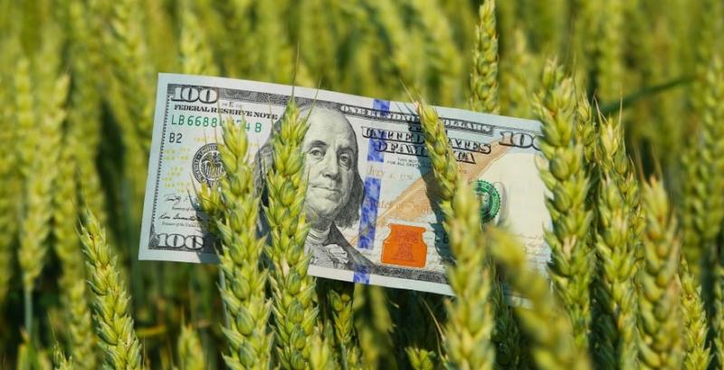 Ціни на ринку пшениці падають