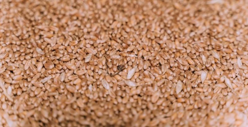Україна доправила до Ефіопії 25 тисяч т пшениці в рамках гуманітарної програми