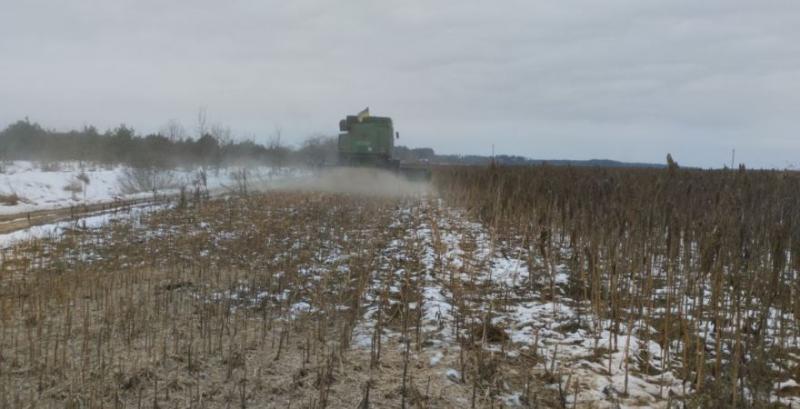 На Чернігівщині завершили збір амаранту На Чернігівщині завершили збір амаранту