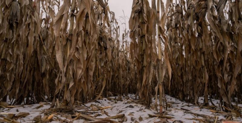 На Харківщині зимуватимуть в полі 67% врожаю кукурудзи та 20% соняшника