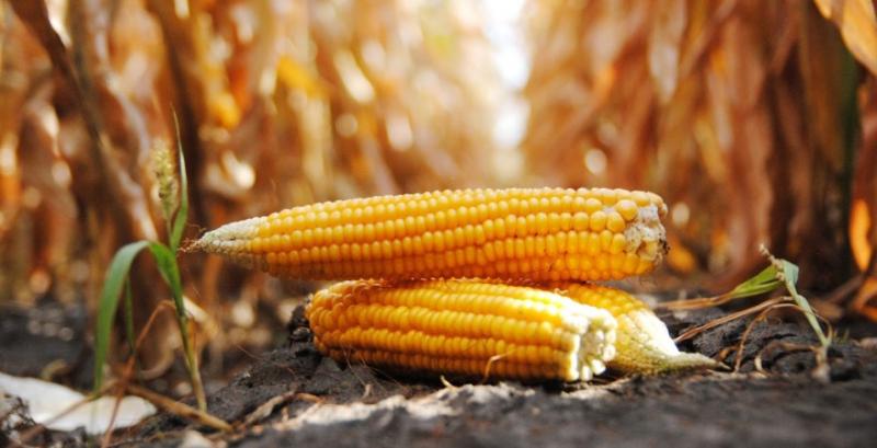 Експерти USDA знизили прогноз виробництва кукурудзи в Україні до 27 млн т