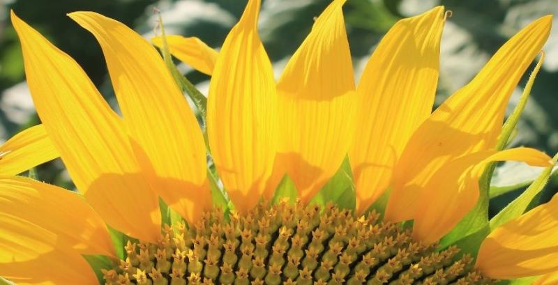 Фермерам став доступний новий каталог ексклюзивних гібридів соняшнику Strube