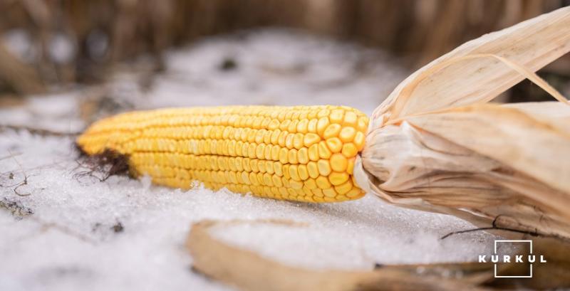 На Харківщині понад 50% кукурудзи залишається незібраною