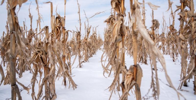 Через проблеми із сушкою кукурудзи аграрії Полтавщини не збирають її з полів