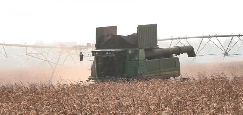 Аграрії Одещини збирають другий за сезон урожай кукурудзи