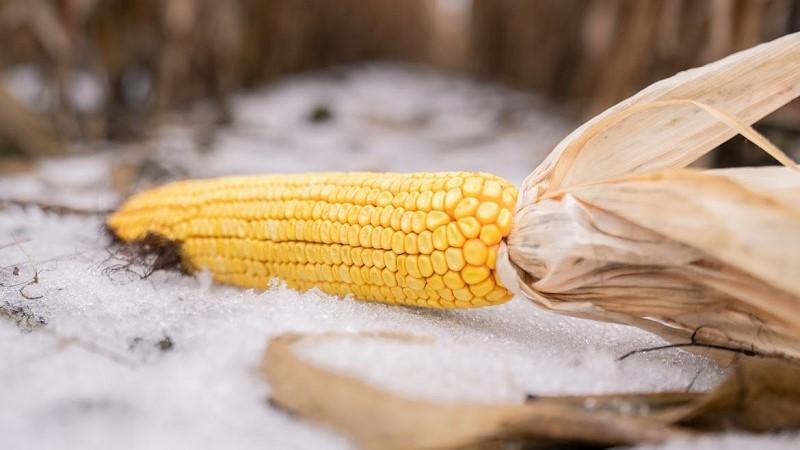 Міністерство оприлюднило дані по збору врожаю — скільки кукурудзи ще в полі