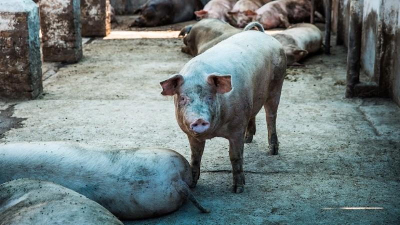 Закупівельна вартість живця свиней виросла більш ніж на чверть за рік