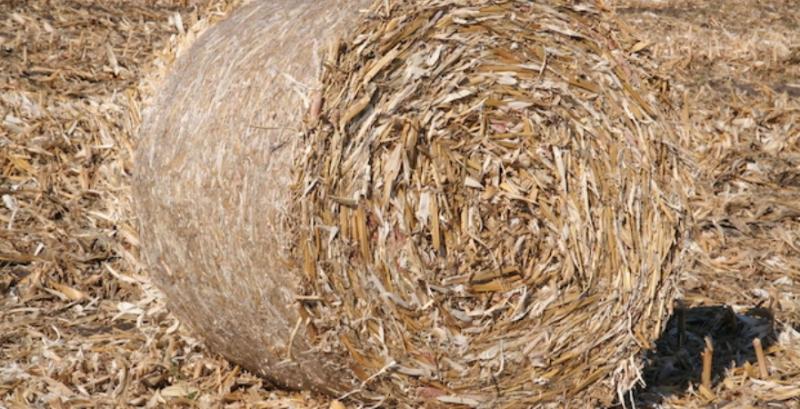 Як заробити на пожнивних рештках кукурудзи — поради експертів Як заробити на пожнивних рештках кукурудзи — поради експертів