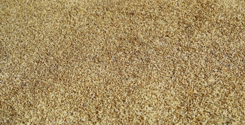 На українському ринку ячменю наднизька ліквідність — аналітики