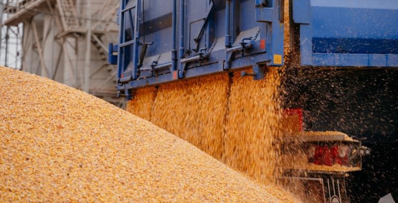 Викрито спробу незаконного експорту кукурудзи на понад 46 млн грн