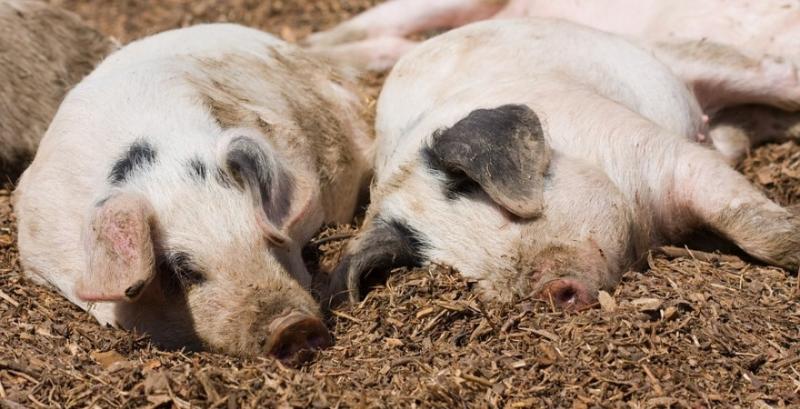 Під впливом сезонних чинників ціни на живець свиней падають