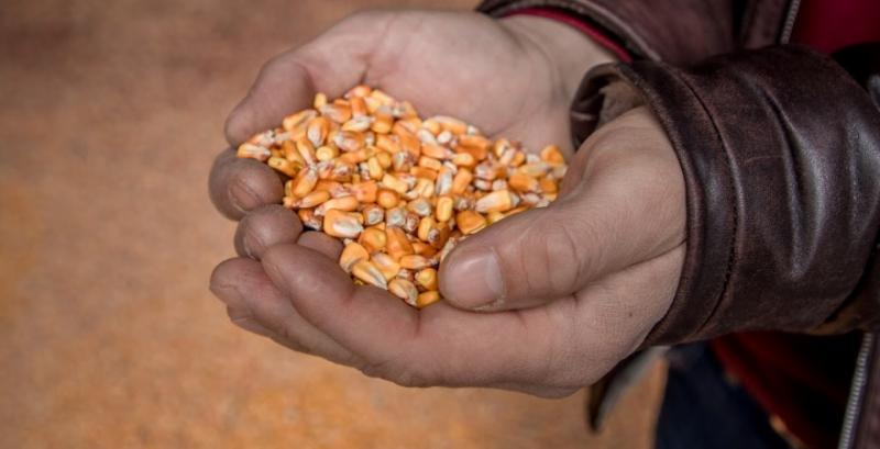Україна може втратити 99% власних ринків збуту НЕ ГМО кукурудзи — SPIKE BROKERS