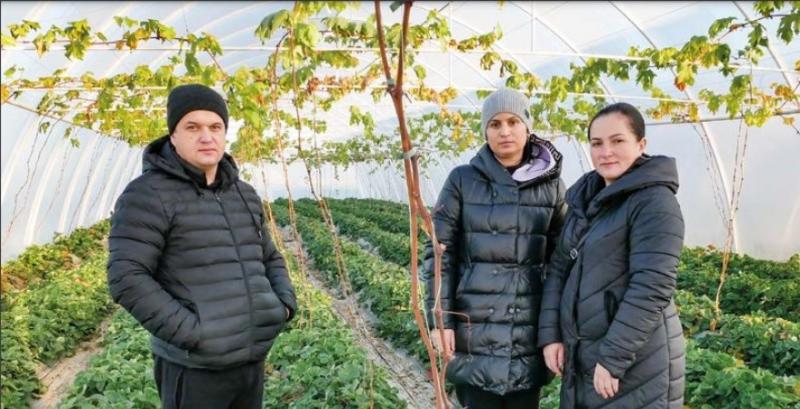 На Закарпатті використовують незвичайну технологію вирощування винограду та суниці