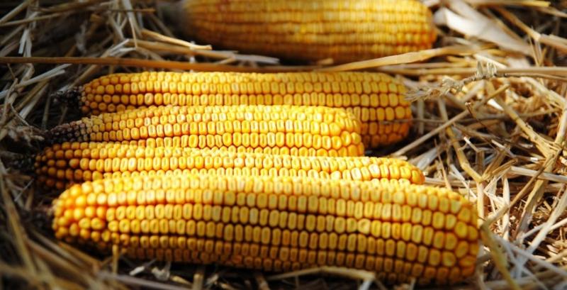 В портах відновлюються ціни на українські зернові