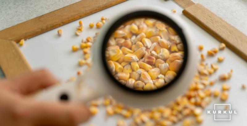 В Угорщині знищили партію української кукурудзи через зараження мікотоксинами