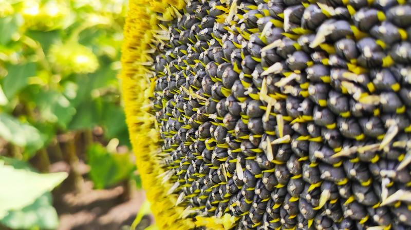 Ціни на соняшник підвищилися на 600-1800 грн/т
