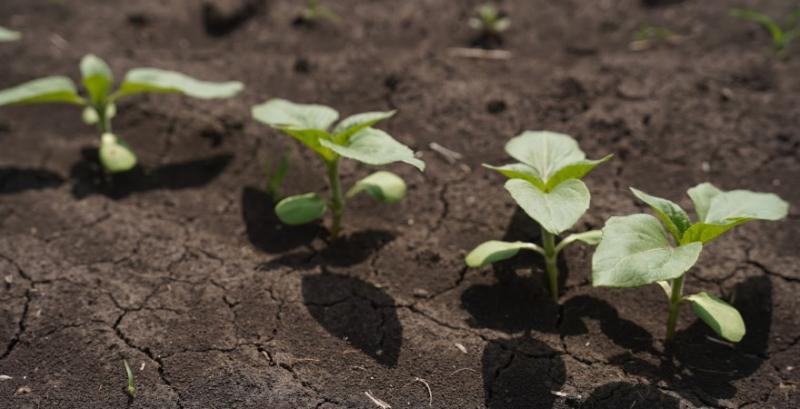 Названо ключові фактори успішного вирощування соняшнику