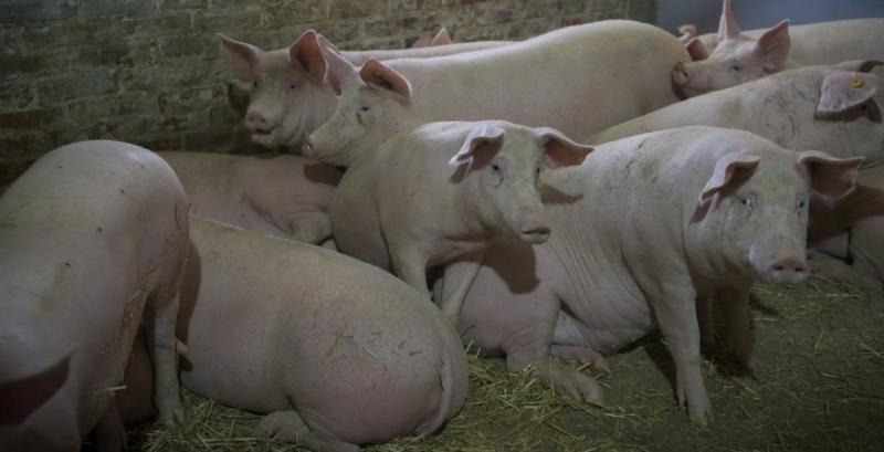 Ціни на свиней забійних кондицій продовжують рости