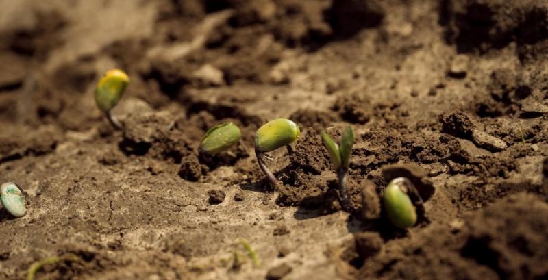 На Волині розпочалась посівна сої На Волині розпочалась посівна сої