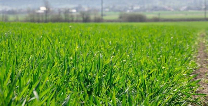 Небезпечний шкідник загрожує посівам зернових Небезпечний шкідник загрожує посівам зернових