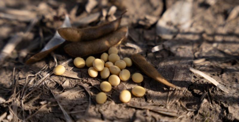 Зацікавленість з боку переробників та трейдерів спровокувала підвищення цін на сою