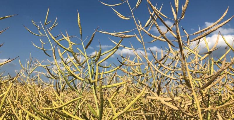 Вперше за тривалий період ціни на ріпак почали рости