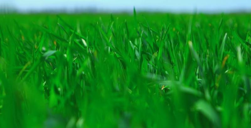 Експерт порадив, як зменшити вплив стресових факторів на озиму пшеницю Експерт порадив, як зменшити вплив стресових факторів на озиму пшеницю