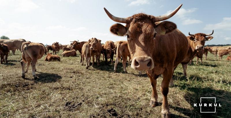 Через екстримальну посуху тваринникам Португалії доведеться вирізати стада