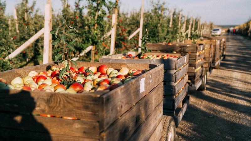 Наприкінці сезону реалізації ціни на яблука стрімко зросли