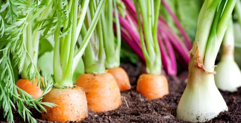 Площі під овочами борщового набору зростуть на 20-30% в центральних областях