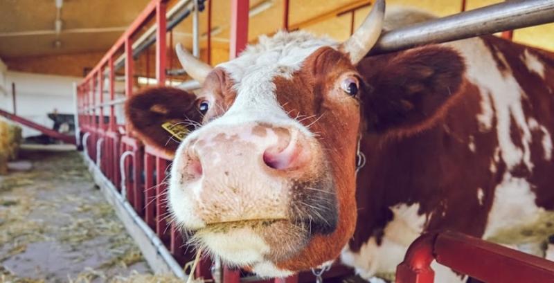 Кабмін скасував ліцензування експорту живої ВРХ та зернових