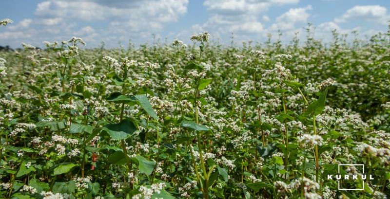 Аграрії Сумщини розпочали сівбу гречки