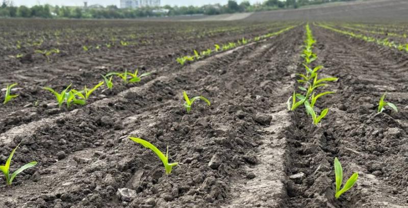 Посіви кукурудзи у СТОВ «Лан»