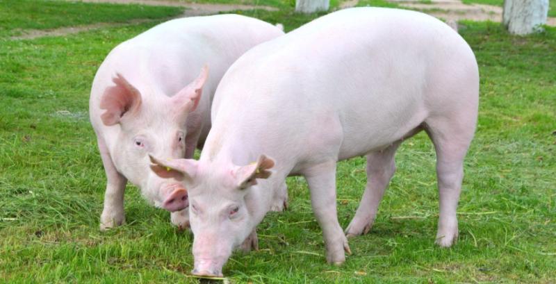 На ринку живця свиней відновилось зростання