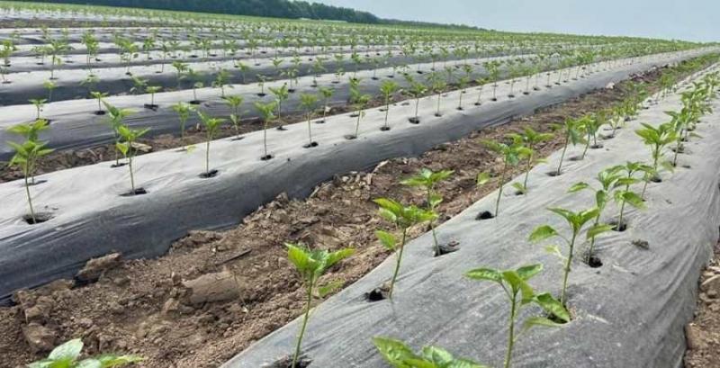 На Вінниччині запустили експериментальний проєкт з промислового вирощування перцю та баклажанів