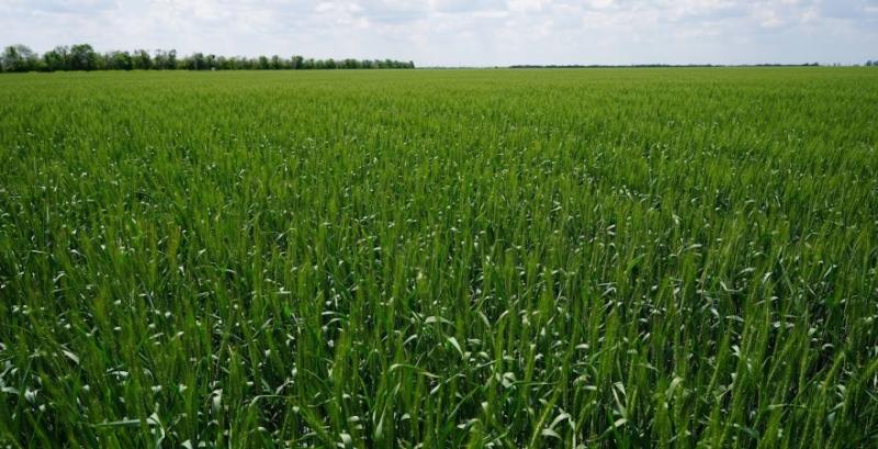 Стало відомо, які запаси продуктивної вологи під культурами в орному шарі ґрунту Стало відомо, які запаси продуктивної вологи під культурами в орному шарі ґрунту