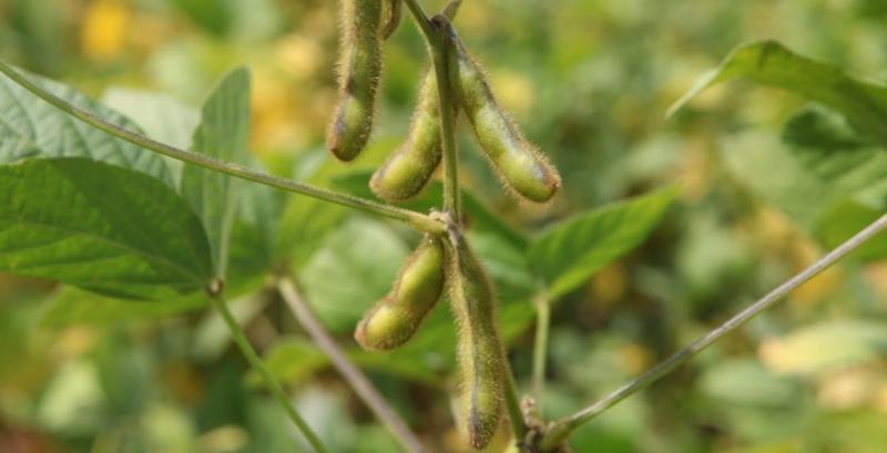 Названо регіони-лідери за посівом сої